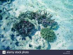 The island has some really eye-catching natural habitats which are been escaped from our surroundings a long ago such are flora and fauna and other aq
